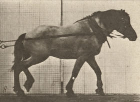 Plate 569 'Hansel' hauling — figure reference